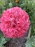 Semillas de Amapola Peonia (Papaver somniferum)