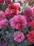 Semillas de Amapola Peonia (Papaver somniferum) en internet