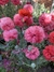 Semillas de Amapola Peonia (Papaver somniferum) - tienda online