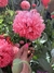 Imagen de Semillas de Amapola Peonia (Papaver somniferum)
