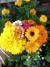 Semillas de Caléndula MIXTURE (Calendula officinalis) - Siembra Feliz