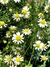 Semillas de Manzanilla (Matricaria chamomilla) - comprar online