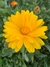 Combo de Semillas de Flores para todo el año (10 variedades) - tienda online