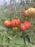 Imagen de Semillas de tomate Zapoteca (Solanum lycopersicum)