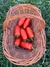 Semillas de Tomate San Marzano - Siembra Feliz