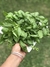 Combo de Semillas, Iniciando Mi Huerta Primavera Verano (10 variedades) en internet
