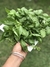 Semillas de Albahaca Hoja Ancha (Ocimum basilicum)