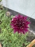 Semillas de Scabiosa Mix lavanda y Bordó (SCABIOSA ATROPURPUREA) en internet