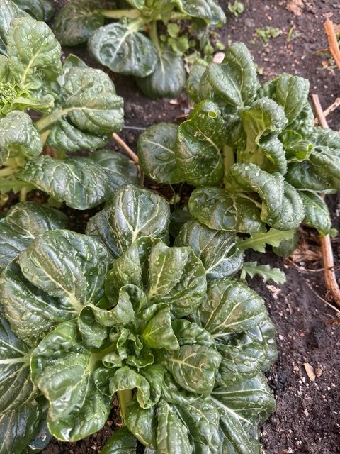 Semillas de Tat Soi (Brassica rapa subsp. narinosa)