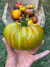 Semillas de Tomate Kozula 179