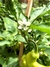 Semillas de Ají Banana (Capsicum annuum)
