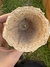 Macetas Biodegradables en internet