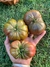 Combo de Semillas de Tomates Reliquia (10 variedades)