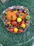 Combo de Semillas de Tomates Reliquia (10 variedades) - comprar online