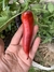 Semillas de Pimiento Cuerno de Toro Violeta (Capsicum annuumia) en internet
