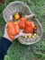 Combo de Semillas de Tomates Reliquia (10 variedades) - tienda online