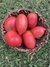 Combo de Semillas de Tomates Reliquia (10 variedades) en internet