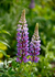 Semillas de Lupino Chocho ( Lupinus polyphyllus) en internet