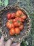 Combo de Semillas de Tomates Reliquia (10 variedades) - comprar online