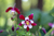 Semillas de Flor Aquilegia MC Kana Giants Mix (AQUILEGIA VULGARIS) en internet