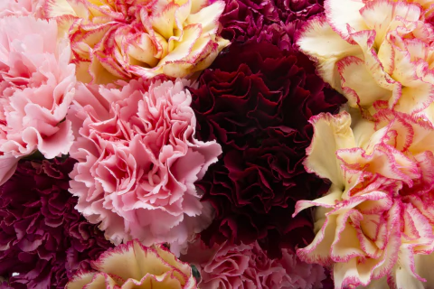 Semillas de Clavel Chabaud Mix (Dianthus caryophyllus) - comprar online