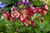 Semillas de Flor Aquilegia MC Kana Giants Mix (AQUILEGIA VULGARIS) en internet