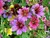 Semillas de Salpiglossis Sinuata Mix – Lengua Pintada (Salpiglossis Sinuat) en internet