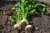 Semillas de Nabo Blanco Chato (Brassica rapa rapa) - comprar online