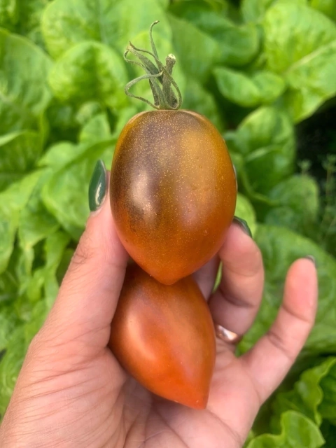 Semillas de Tomate Black keyes