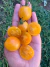 Semillas de Tomate Cherry Sunrise Bumblebee - Siembra Feliz