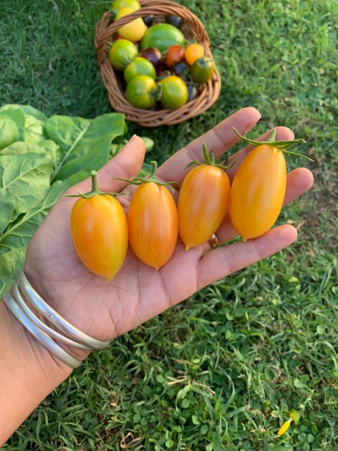 Semillas de Tomate Cherry Blush (Ruborizado)