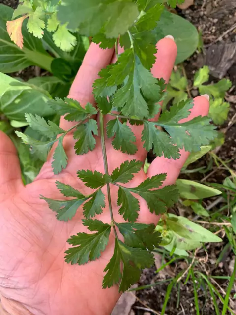 Semillas de Cilantro Coriandro (Coriandrum sativum)