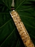 Moss Pole S (pack 4u) - comprar online