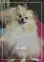quadro pet com foto e spotify code em pdf - comprar online