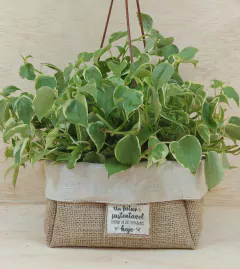 Cachepô Festas & Eventos - Linho - Paleta de Rosa - Brinde e Lembrancinha - Tag Personalizada - Juta & Tecido na internet