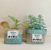 Cachepô Safari Verde - Lembrancinha de Aniversário - Tag Personalizada - Juta & Tecido