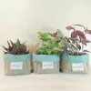 Cachepô Centro de Mesa Estampas - Verde Menta - Lembrancinha - Juta e Tecido - Tag Personalizada