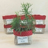 Cachepô Vermelho Poá Biscoiteria - Brinde Natalino - Tag Personalizada
