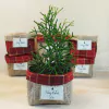 Cachepô Natal da Família - Brinde Natalino - Tag Personalizada