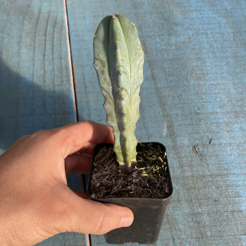 Myrtillocactus geometrizans (pote 09)