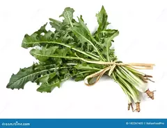 Achicoria - agroecológico