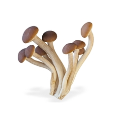 Enoki 200 grs aprox - agroecológico