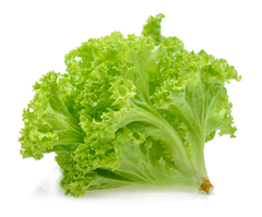 Lechuga 1 mediana 300 grs aprox - agroecológico