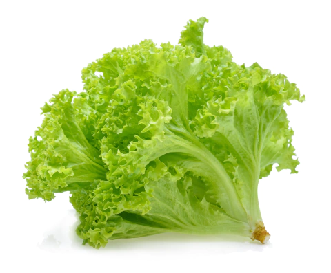 Lechuga 1 o 2 plantas 400 grs aprox - agroecológico