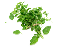 Menta fresca atado - agroecológico