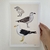 Print Gaivotão - comprar online