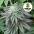 Kit cultivo completo 3 plantas - BSOD74 -Billy Seeds en internet