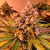 Tropicana WFC – Sweed Lab x4 Semillas Feminizadas