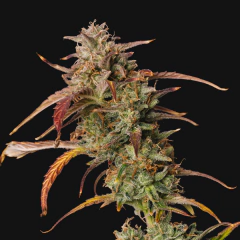 APRICOT COOKIES AUTO en internet