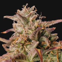 APRICOT COOKIES AUTO - Join Us Growshop